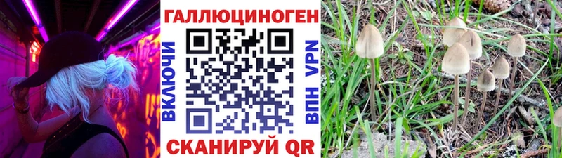 Псилоцибиновые грибы Psilocybe  Купить закладки  Ладушкин 